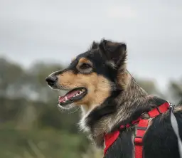 Kiedy obroża dla szczeniaka? Kluczowe wskazówki dla właścicieli