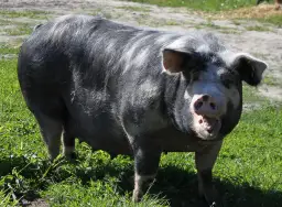 Świnia puławska: charakterystyka i zalety tradycyjnej polskiej rasy