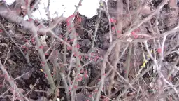 Jak i kiedy przycinać pigwowca, aby uniknąć błędów i chorób