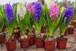 Jak długo kwitnie hiacynt? Poznaj sekrety długiego kwitnienia