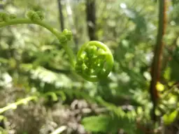 Co może rosnąć w japońskich górach? Odkryj niezwykłą florę