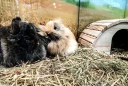 Czym wyścielić klatkę dla królika, aby zapewnić mu komfort i zdrowie