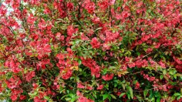 Kiedy sadzić sadzonki pigwowca, aby uniknąć niepowodzeń w uprawie