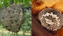 Osy na poddaszu? Jak bezpiecznie usunąć gniazdo i się zabezpieczyć