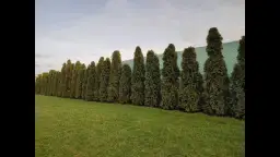 Jak przesadzić duże tuje i uniknąć ich uszkodzenia podczas przeprowadzki