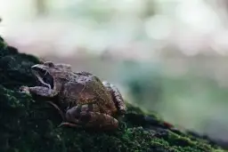 Jak zimują żaby w naturze: poznaj fascynujące sekrety hibernacji płazów