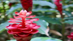 Kwitnienie imbiru w domu: czy to możliwe w Polsce? Poradnik