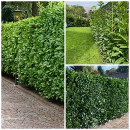 Jak gęsto sadzić laurowiśnię na żywopłot, aby uniknąć błędów i cieszyć się gęstym efektem