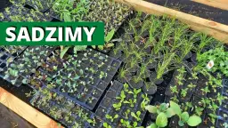 Kiedy sadzić rozsady do gruntu? Terminy i wskazówki dla ogrodników