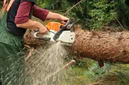 Jakie powody wycinki drzew można podać, aby uniknąć problemów?