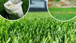 Kiedy sadzić trawę, aby uniknąć błędów i cieszyć się pięknym trawnikiem