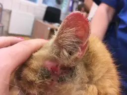 Zranione ucho kota z widocznymi strupami i zaczerwienieniem.