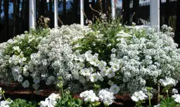 Kwiaty podobne do surfinii: 5 efektownych alternatyw na balkon