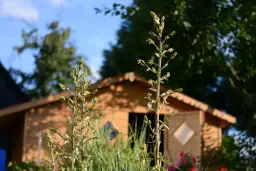 Zielona łodyga juki z pąkami kwiatów na tle drewnianego domku i błękitnego nieba. Widać, jak kwitnie juka.