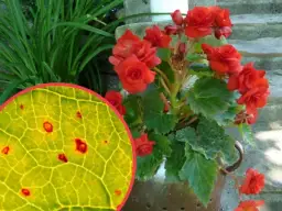 Dlaczego begonia nie kwitnie? Odkryj najczęstsze przyczyny braku kwiatów