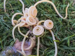 Pasożyty jelitowe, które mogą być przyczyną, dlaczego pies wymiotuje po tabletce na odrobaczenie.