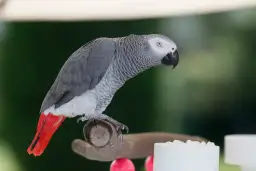 Jak zarejestrować hodowlę papug i uniknąć problemów prawnych