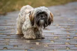 Hydroksyzyna dla psa: Bezpieczeństwo i dawkowanie co radzi weterynarz?