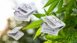 Gdzie kupić nasiona marihuany legalnie? Przewodnik i bezpieczne sklepy