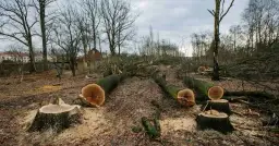 Jak uniknąć kary za wycięcie drzewa bez zezwolenia i nie żałować