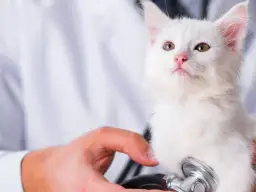 Biały kotek z różowym noskiem badany stetoskopem przez weterynarza.