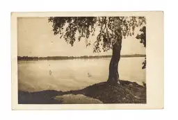 Stare zdjęcie przedstawia samotną brzozę nad spokojnym jeziorem. Idealne tło do recenzji książki "Jezioro Osobliwości".