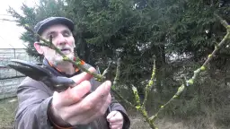 Jak przycinać nowo posadzone drzewka owocowe, aby uniknąć błędów