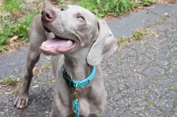 Jak dobrać obrożę dla psa, aby zapewnić mu komfort i bezpieczeństwo