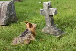 Mały piesek Yorkshire Terrier leży na trawie obok kamiennego krzyża na cmentarzu.