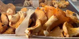 Kurki na skupie: Aktualne ceny i sekrety wysokiego zarobku