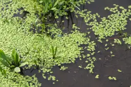 Rzęsa wodna: czy ten superfood wart jest swojej ceny?