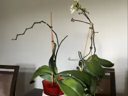 Dwa storczyki w doniczkach, jeden z przekwitniętym pędem, drugi z jednym kwiatem.