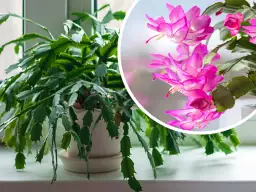 Grudnik: Jak pielęgnować, by pięknie kwitł? Poradnik