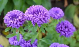 Astry kiedy siać do gruntu, aby uniknąć przymrozków i zapewnić wzrost