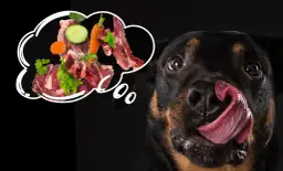 Surowe czy gotowane mięso dla psa? Wybierz mądrze dla zdrowia pupila