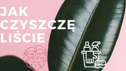 Czym myć liście kwiatów, aby uniknąć ich uszkodzenia i brudu?