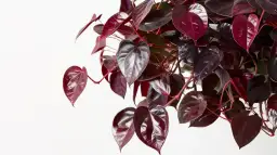 Kwiat doniczkowy bordowe liście - Najpiękniejsze rośliny do domu