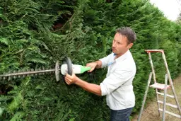 Jak wybrać nożyce do tui? Poradnik eksperta dla pięknego żywopłotu