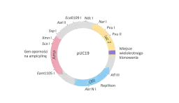 Wektor w biologii: Genetyczny vs epidemiologiczny rozwiej wątpliwości