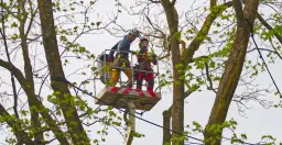 Wycinka drzew w jakim okresie: uniknij kar i zniszczeń w ptasim gnieździe