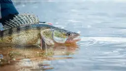 Skuteczne przynęty na sandacza: Przewodnik po wyborze i łowieniu