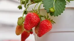 Jak często podlewać truskawki w doniczce, aby uniknąć ich uschnięcia?