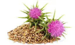 Ostropest plamisty: Maksymalna skuteczność. Jak dawkować?