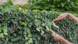 Jak gęsto sadzić bluszcz przy płocie, aby uzyskać gęsty efekt?