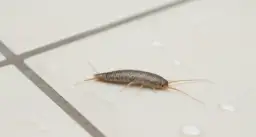 Skuteczne sposoby na pozbycie się rybików z mieszkania raz na zawsze