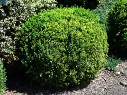 Co ile sadzić bukszpan na żywopłot, aby uniknąć błędów w ogrodzie