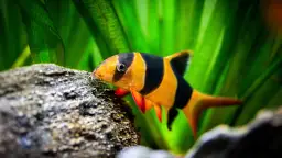 Jakie są rybki akwariowe? Poznaj najłatwiejsze do pielęgnacji gatunki