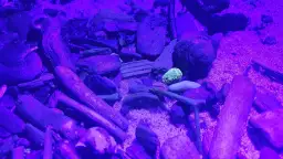 Gdzie znaleźć bursztyn nad Bałtykiem? Odkryj najlepsze miejsca i porady