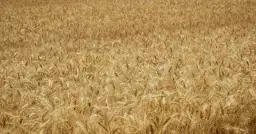 Jakie są obecne ceny zbóż w 2025 roku? Analiza i prognozy