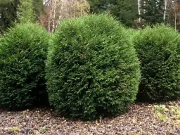 Czym pryskać tuje na wiosnę, by uniknąć chorób i szkodników? Skuteczne porady